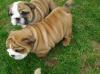 Puppies for sale USA, California English Bulldog
