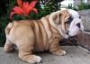 Puppies for sale USA, Texas English Bulldog