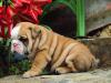 Puppies for sale USA, California, Los Angeles English Bulldog