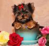Puppies for sale USA, Colorado Yorkshire Terrier