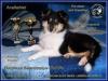 Продам щенка Украина, Одесса Колли, шотландская овчарка