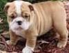 Puppies for sale United Kingdom, London English Bulldog