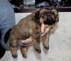 Продам щенка Россия, Краснодар Тибетский мастиф
