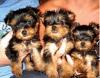 Puppies for sale USA, Colorado, Denver Yorkshire Terrier