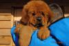 Продам щенка Украина, ijcnrf Тибетский мастиф