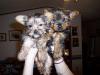 Puppies for sale USA, Florida, miami Pomeranian Spitz