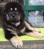 Продам щенка Россия, Московская область, Сходня Тибетский мастиф