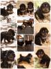 Продам щенка Россия, Московская область, Подольск Тибетский мастиф