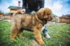 Продам щенка Азербайджан, Гянджа Тибетский мастиф