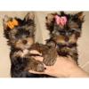 Puppies for sale Canada, Ontario, Oshawa Yorkshire Terrier