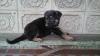 Продам щенка Украина, Кривой Рог Восточноевропейская овчарка