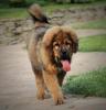 Продам щенка Украина, Киев Тибетский мастиф
