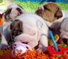 Продам щенка США, Аризона Английский бульдог, Lovely English Bulldog Puppies For Re-homing  Call/Text  (480) 382-5372