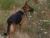 Пропала собака Украина, Мариуполь Немецкая овчарка