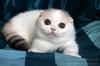 Kittens for sale Russia, Rostov-na-Donu Scottish Fold