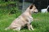 Продам щенка Литва, Клайпеда Австралийская пастушья собака