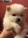 Puppies for sale Latvia, Riga Pomeranian Spitz