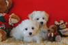 Puppies for sale USA, Texas, Houston Maltese