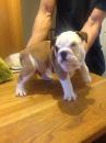 Puppies for sale Denmark, Aalborg English Bulldog
