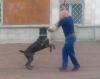 Дрессировка собак Россия, Уфа Дрессировка, кинолог-профессионал