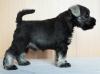 Продам щенка Украина, Мариуполь Цвергшнауцер