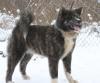 Продам щенка Украина, Черновцы Акита, акита-ину