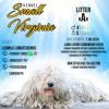 Продам щенка Украина, Луганск Комондор
