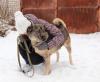 Отдам щенка в добрые руки Россия, Московская область, Королев  Метис