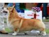 Продам щенка Азербайджан, Баку Вельш корги пемброк
