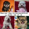 Продам щенка Россия, Кострома Шпиц