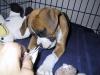 Puppies for sale Bulgaria, Dobrich Boxer