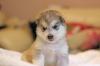 Продам щенка Россия, Московская область Аляскинский маламут