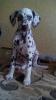 Продам щенка Украина, Днепропетровск Далматин