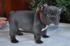 Puppies for sale Austria,  French Bulldog