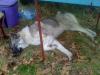 Пропала собака Россия, Магнитогорск Западносибирская лайка