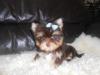 Puppies for sale Greece, Athens Yorkshire Terrier