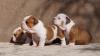 Puppies for sale Greece, Larissa English Bulldog