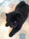 Puppies for sale Greece, Piraeus Chow Chow