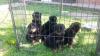 Puppies for sale United Kingdom, Cambridge Rottweiler