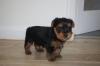 Puppies for sale Greece, Thessaloniki Yorkshire Terrier