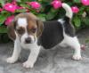 Puppies for sale Greece, Thessaloniki , Beagle puppies