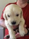 Puppies for sale Greece, Thessaloniki Labrador