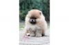 Puppies for sale Greece, Thessaloniki Pomeranian Spitz