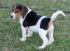 Puppies for sale Greece, Thessaloniki , Beagle puppies