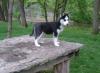 Dogs  free USA, Colorado , Siberian Husky