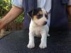 Dogs  free USA, California, Los Angeles Jack Russell Terrier
