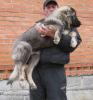 Продам щенка Россия, Московская область, Воскресенск Кавказская овчарка