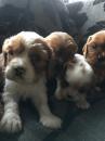Puppies for sale Germany, Dessau Other breed