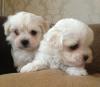 Puppies for sale Czech Republic, Plzen Bichon