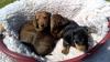 Puppies for sale Germany, Bremen Dachshund